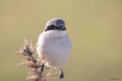 Lanius excubitor