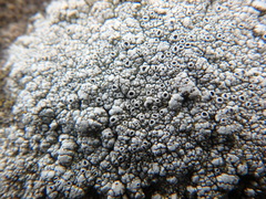 Rinodina