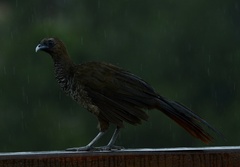 Ortalis squamata