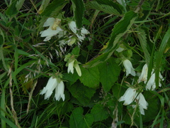 Campanula alliariifolia