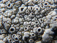 Rinodina