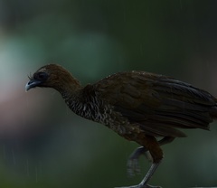 Ortalis squamata