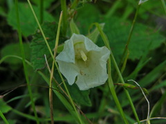 Campanula alliariifolia