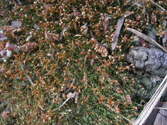 Dicranella cerviculata