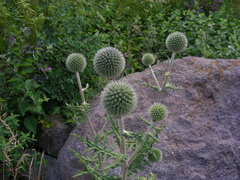 Echinops sphaerocephalus