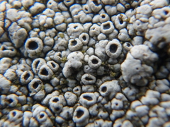 Rinodina