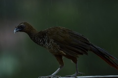 Ortalis squamata