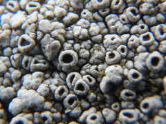 Rinodina