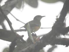Iridophanes pulcherrimus