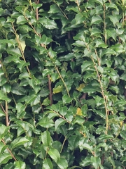 Prunus lusitanica hixa