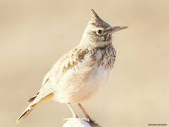 Galerida cristata
