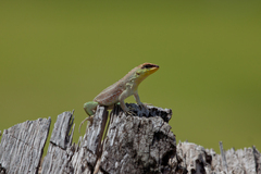 Leiocephalus personatus