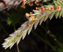 Struthiola tomentosa