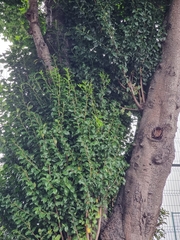 Prunus lusitanica hixa