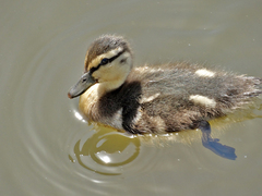 Anas platyrhynchos