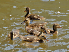 Anas platyrhynchos