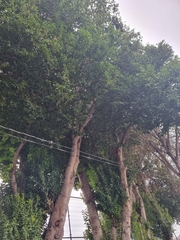 Prunus lusitanica hixa