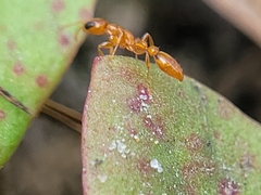 Pseudomyrmex pallidus