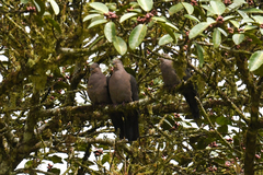 Patagioenas plumbea