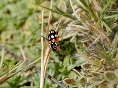 Eriopis connexa