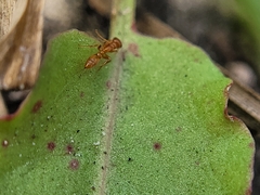 Pseudomyrmex pallidus