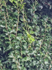 Prunus lusitanica hixa