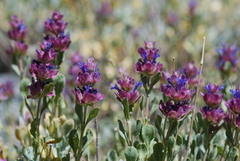 Salvia pachyphylla