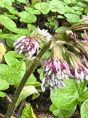 Petasites pyrenaicus