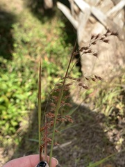 Melinis repens