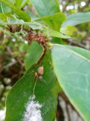 Theridion
