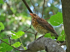 Turdus pilaris