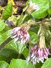 Petasites pyrenaicus