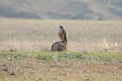 Buteo rufinus cirtensis