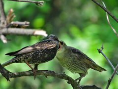 Sturnus vulgaris