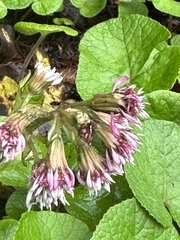 Petasites pyrenaicus