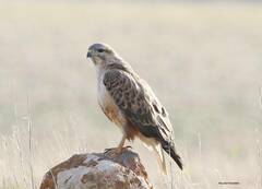 Buteo rufinus cirtensis