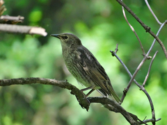 Sturnus vulgaris