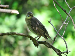 Sturnus vulgaris