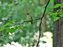 Muscicapa striata