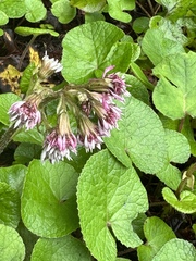 Petasites pyrenaicus