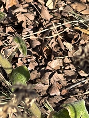 Allowissadula holosericea