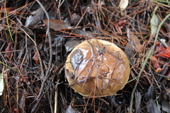 Suillus bellinii