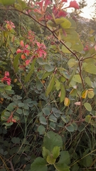 Bauhinia galpinii