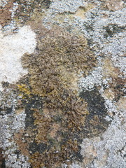 Xanthoparmelia pulla