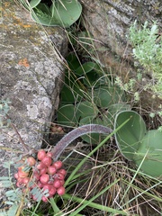 Haemanthus humilis hirsutus