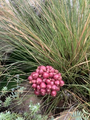 Haemanthus humilis hirsutus