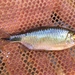 Long-fin Tetra - Photo (c) joe_cutler, some rights reserved (CC BY-NC)