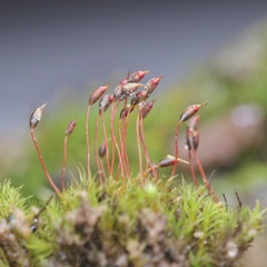 Dicranella varia