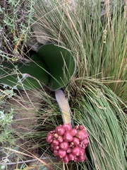 Haemanthus humilis hirsutus