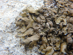 Xanthoparmelia pulla